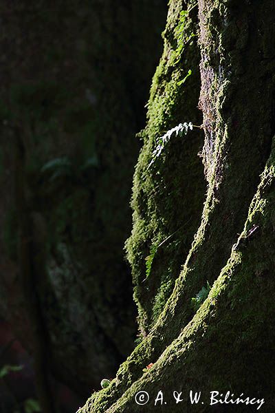 paproć, paprotka zwyczajna Polypodium vulgare