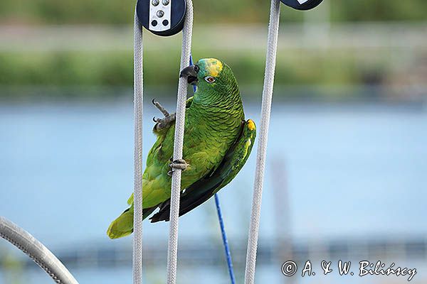 Amazonka niebieskoczelna, Amazona aesitva