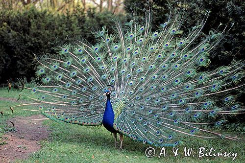 paw z rozłożonym ogonem, paw indyjski, Pavo cristatus