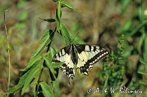 Paź królowej Papillio machaon