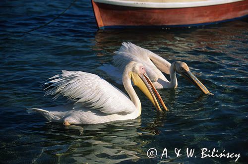 Pelikany baba, Pelecanus onocrotalus