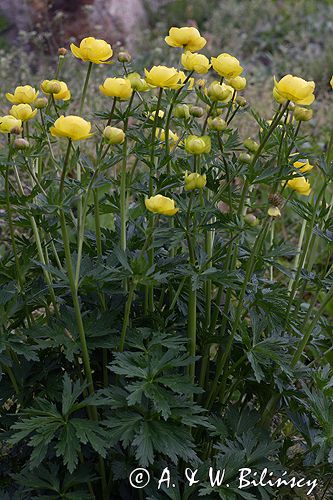 Trollius altissimus pełnik alpejski)