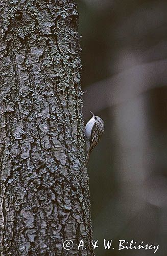 pełzacz leśny, Certhia familiaris