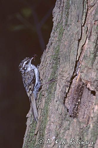 pełzacz leśny, Certhia familiaris