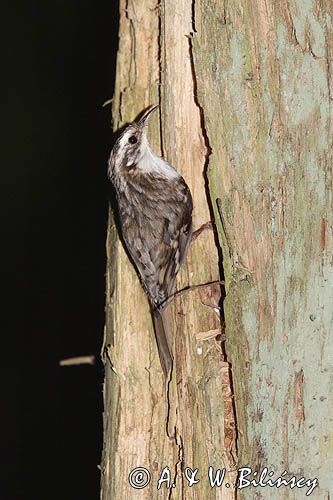 pełzacz leśny Certhia familiaris