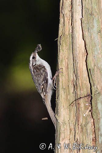 pełzacz leśny Certhia familiaris