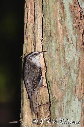 pełzacz leśny Certhia familiaris