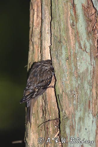 pełzacz leśny Certhia familiaris