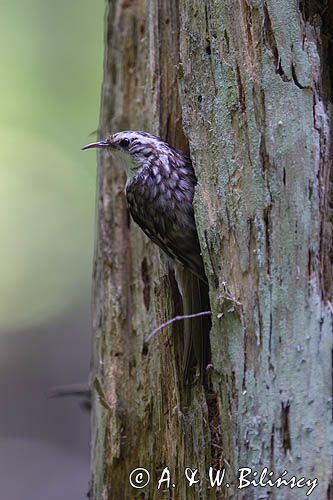 pełzacz leśny Certhia familiaris