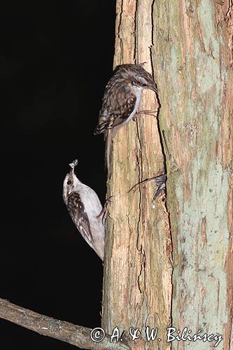 pełzacz leśny Certhia familiaris