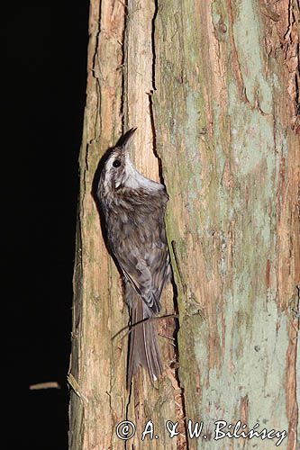 pełzacz leśny Certhia familiaris