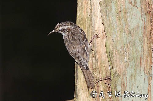 pełzacz leśny Certhia familiaris