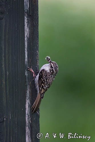 pełzacz leśny Certhia familiaris