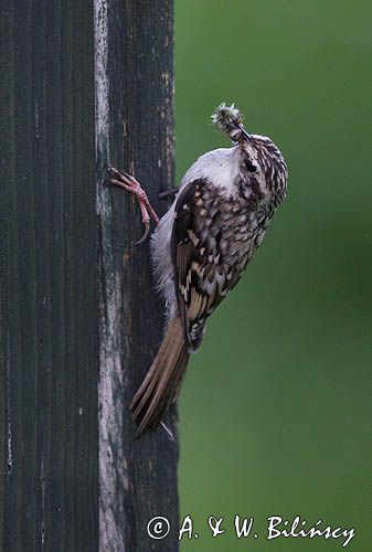 pełzacz leśny Certhia familiaris