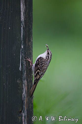 pełzacz leśny Certhia familiaris