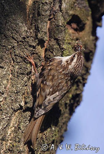 pełzacz leśny Certhia familiaris