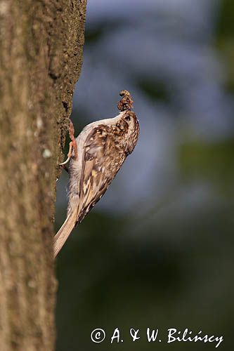 pełzacz leśny Certhia familiaris