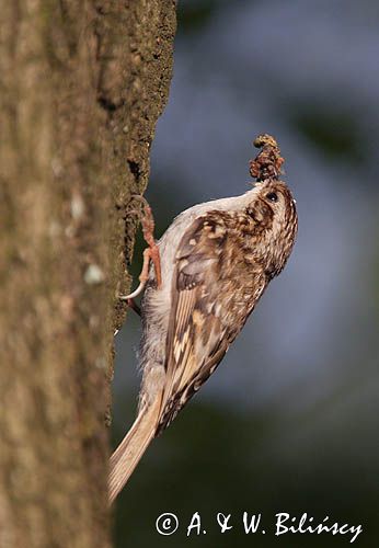 pełzacz leśny Certhia familiaris