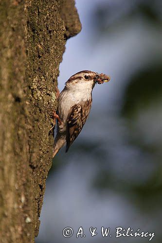 pełzacz leśny Certhia familiaris