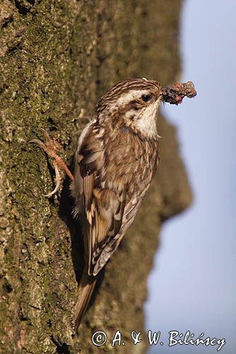 pełzacz leśny Certhia familiaris