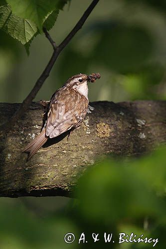 pełzacz leśny Certhia familiaris