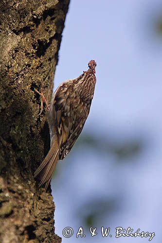 pełzacz leśny Certhia familiaris