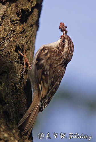 pełzacz leśny Certhia familiaris