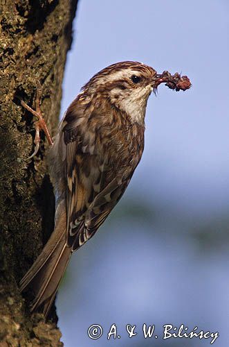 pełzacz leśny Certhia familiaris