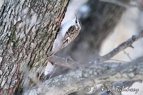 Pełzacz leśny, Certhia familiaris