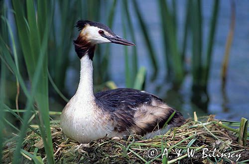 perkoz dwuczuby, na gnieździe, Podiceps cristatus