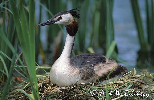 Perkoz dwuczuby Podiceps cristatus) - średni, wędrowny ptak wodny z rodziny perkozów na gnieździe