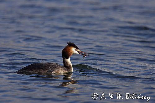 perkoz dwuczuby Podiceps cristatus z rybką