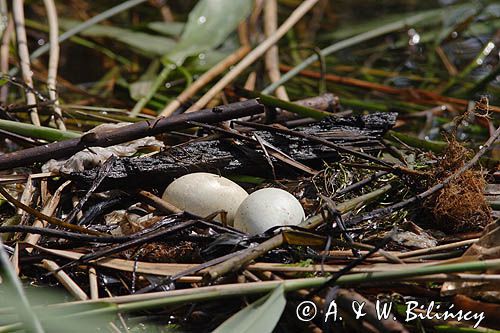perkoz dwuczuby Podiceps cristatus gniazdo z jajami