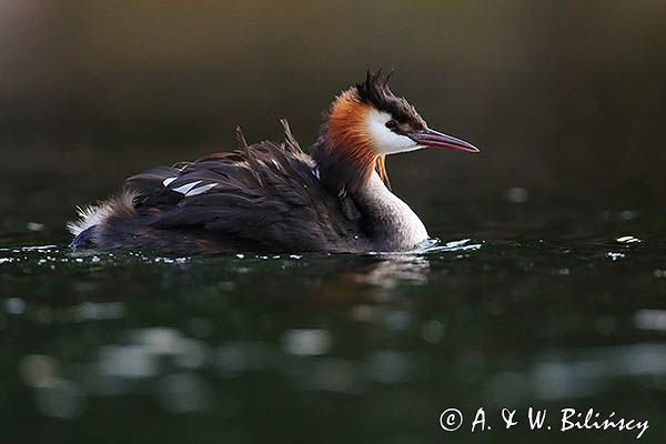 perkoz dwuczuby, Podiceps cristatus