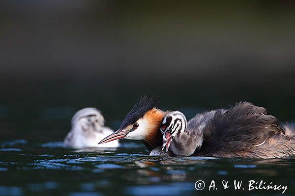 perkoz dwuczuby, Podiceps cristatus, z pisklętami