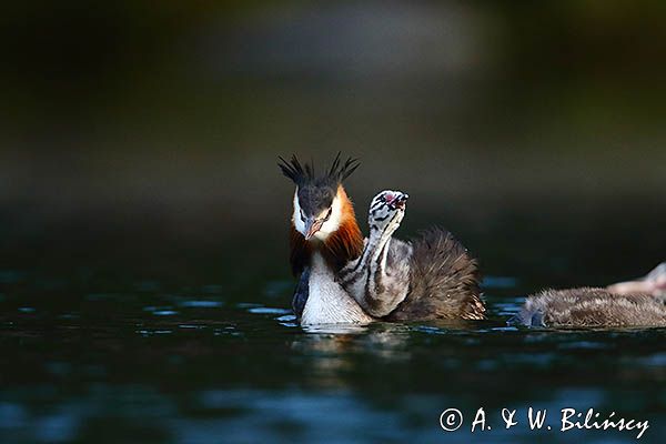 perkoz dwuczuby, Podiceps cristatus, z pisklętami