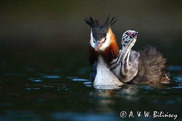 perkoz dwuczuby, Podiceps cristatus, z pisklętami