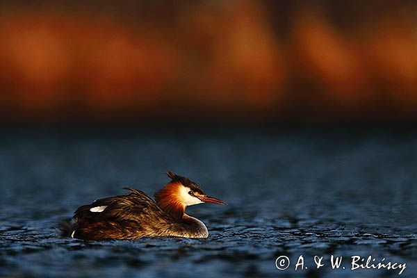 perkoz dwuczuby, Podiceps cristatus