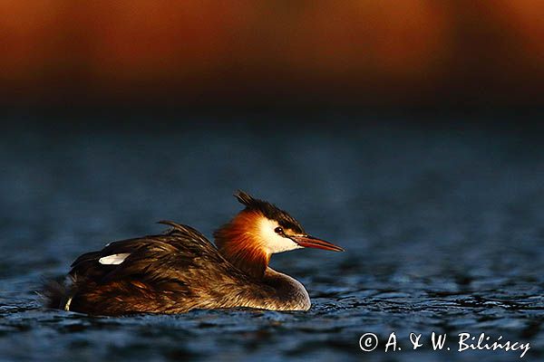 perkoz dwuczuby, Podiceps cristatus