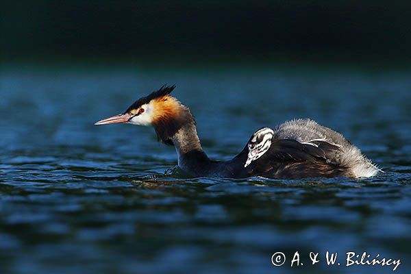 perkoz dwuczuby, Podiceps cristatus, z pisklętami