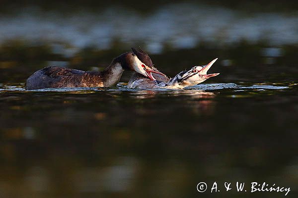 perkoz dwuczuby, Podiceps cristatus, rodzicielska reprymenda