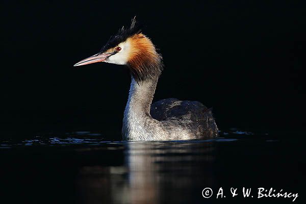 perkoz dwuczuby, Podiceps cristatus, portret