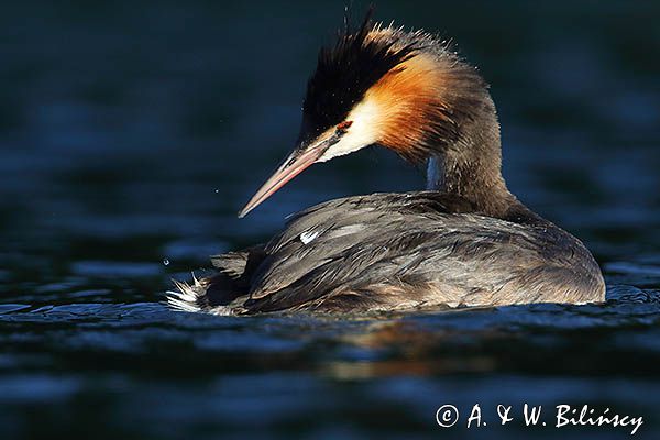 perkoz dwuczuby, Podiceps cristatus, poranna toaleta