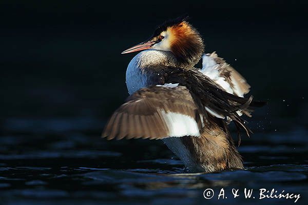 perkoz dwuczuby, Podiceps cristatus, poranna toaleta