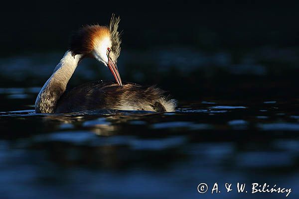 perkoz dwuczuby, Podiceps cristatus, poranna toaleta