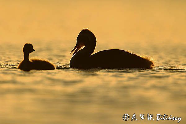 perkoz dwuczuby, Podiceps cristatus, rodzeństwo