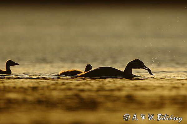 perkoz dwuczuby, Podiceps cristatus, rodzeństwo, z rybką