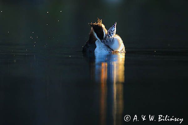 perkoz dwuczuby, Podiceps cristatus, poranna toaleta