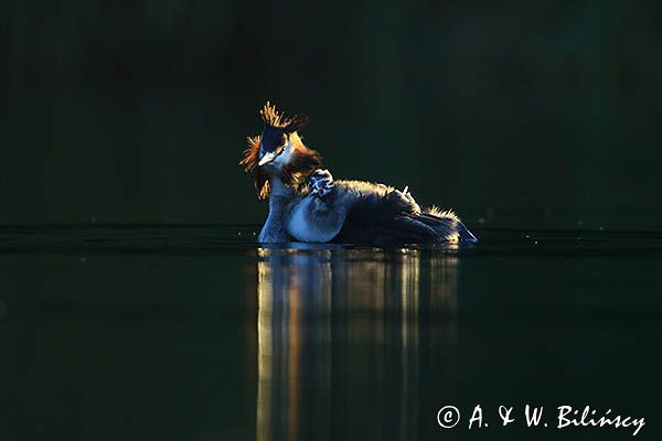 perkoz dwuczuby, Podiceps cristatus, z pisklętami