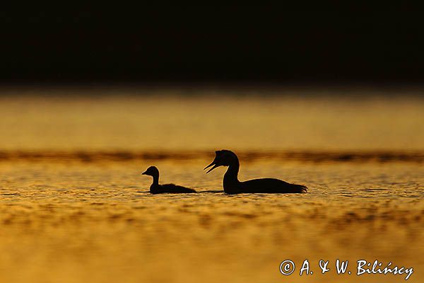 perkoz dwuczuby, Podiceps cristatus, z pisklętami